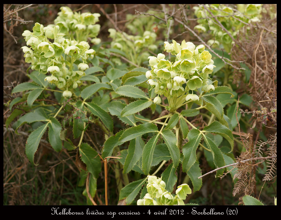 Helleborus lividus ssp corsicus